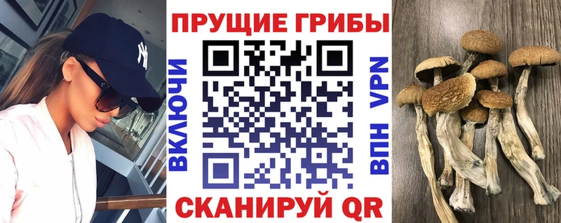гидра как войти  Щёлково  Псилоцибиновые грибы мицелий 